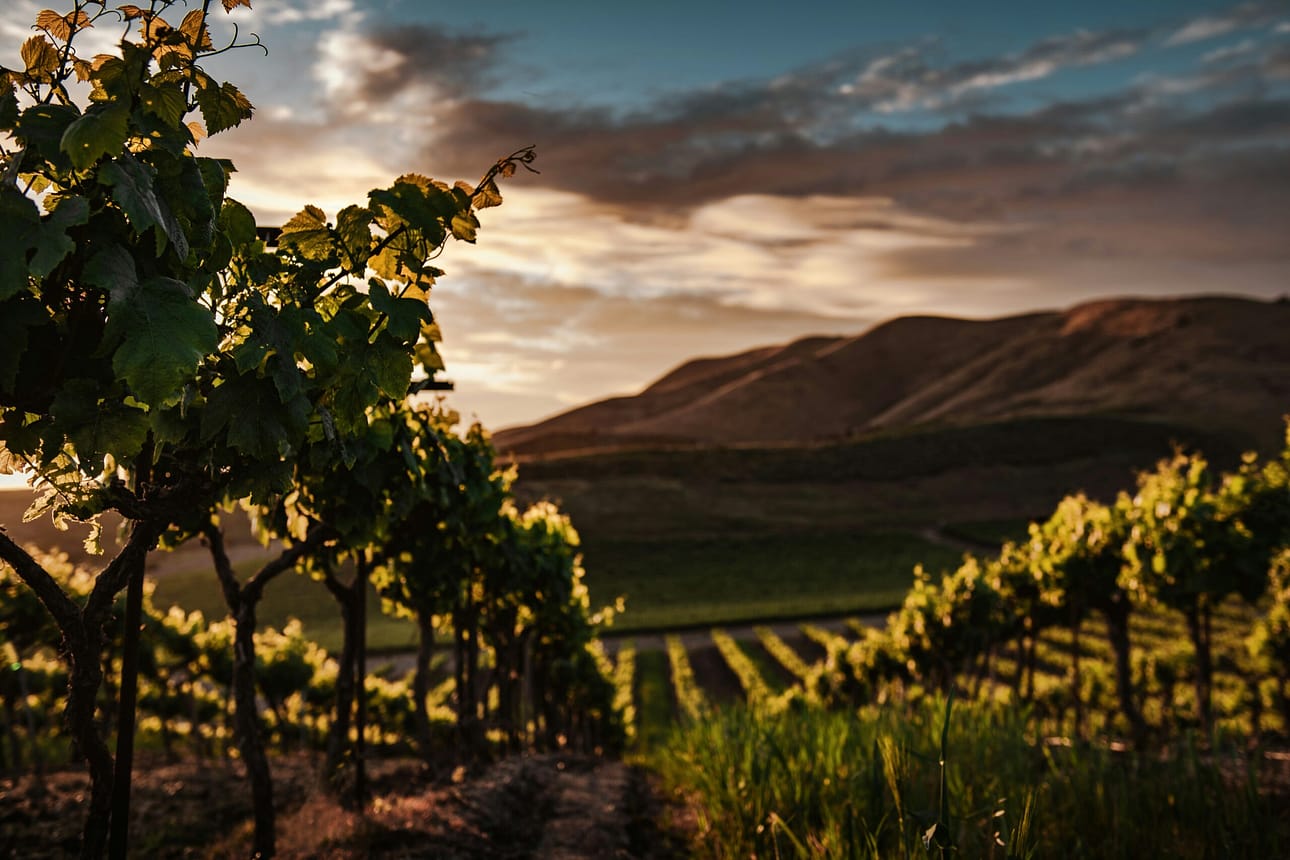 Vineyard at dusk