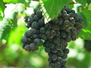 Syrah (or Shiraz if you're in Australia) grape clusters